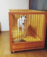 大型犬 室内ケージ サークルは、丈夫でないといけません。「オリジ... 大型犬 室内 ケージ サークル